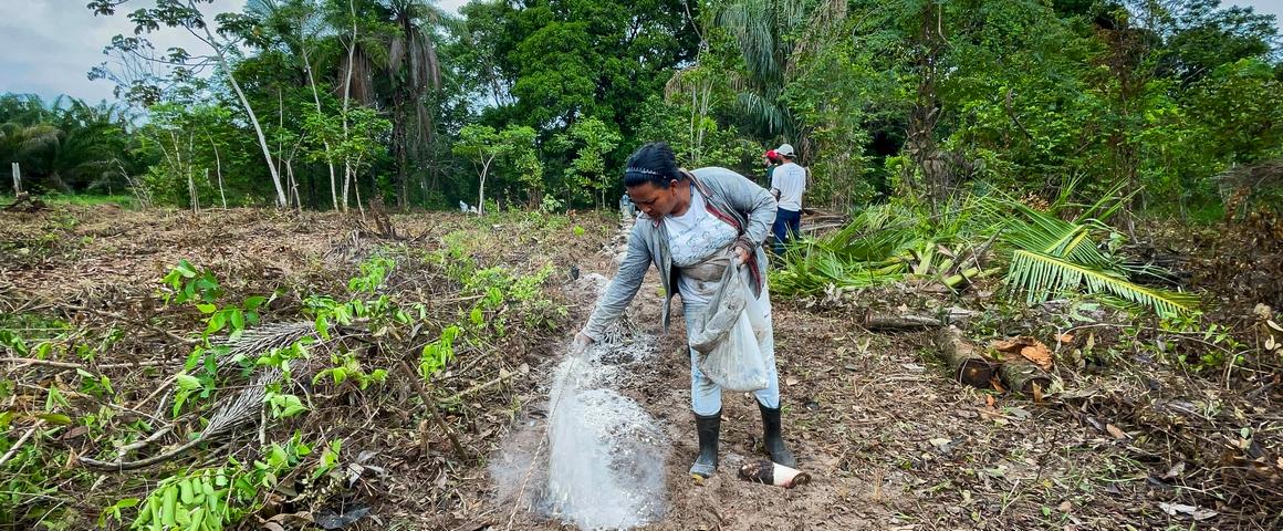 Projeto de restauração florestal no Estado do Pará no Brasil, utilizando práticas agroecológicas para promover a saúde do solo e mobilizar a biodiversidade local. © Ianca Moreira, Relforamaz